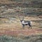 Reindeer in the countryside of Lapland in autumn in Sweden