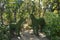 Reindeer Couple Recreated In A Fern Sculpture.