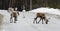 Reindeer crossing a road