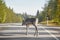 Reindeer crossing a road in Finland. Finnish landscape. Travel