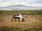 Reindeer in Dovrefjell National Park, Norway