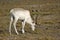 Reindeer eating grass, Norway