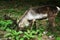 Reindeer eats green grass against the background of the forest