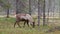 Reindeer in falling snow at autumn in Lapland, Northern Finland