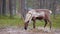 Reindeer in falling snow at autumn in Lapland, Northern Finland