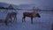Reindeer farm and camp in northern Norway