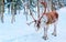 Reindeer in farm at winter Rovaniemi Lapland Northern Finland