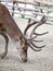 Reindeer fawn