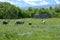 Reindeer flock on green summer pasture