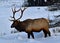 Reindeer foraging in its natural environment walking in deep snow