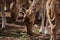 Reindeer Forest in The Golan Heights