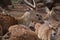 Reindeer Forest in The Golan Heights