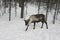 Reindeer in the forest. Russia