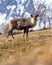 Reindeer in front of mountain