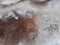 Reindeer fur texture with snowflakes. Moose fur closeup texture background. Reindeer skin. Caribou pattern