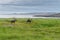 Reindeer graze on the coast of the Barents Sea, Varanger Peninsula, Finnmark, Norway