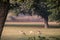 Reindeer graze on lawn beside the tomb of Akbar