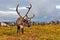 Reindeer grazes in the polar tundra.