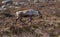 Reindeer grazing in the Cairngorm mountains