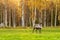 Reindeer grazing on the green field with birch trees forest at background in Lapland, Northern Finland