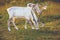 Reindeer grazing on a meadow in Lapland