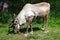 Reindeer grazing the meadows