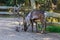 Reindeer grazing in park