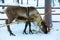 Reindeer grazing in snow in Lapland, Finland