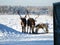 Reindeer harness and sleigh