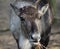 Reindeer head broken antler