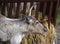 Reindeer head broken antler