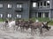 Reindeer herd