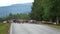 Reindeer herd crossing road in Swedish Lapland.