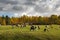 Reindeer herd on the green plains in autumnal scenery