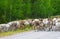 Reindeer herd rushing side of the road