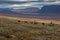 Reindeer herds in Sarek national park, Sweden