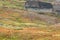 Reindeer herds in Sarek national park, Sweden