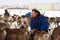 Reindeer hitching up a team of reindeer in Northern Siberia
