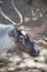 Reindeer horned head. Wild northern animal