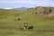 Reindeer and a horse grazing in a meadow in the south east of Iceland