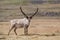 Reindeer, Iceland