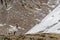 Reindeer in Icelandic landscape