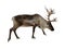 Reindeer isolated on white background. Element for design, collage and other works