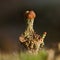 Reindeer lichen