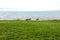 Reindeer living on the Northern Norway coast