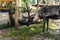 Reindeer looking at the grass with a blurred background