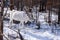 Reindeer with magnificent antlers in a winter forest. Khuvsgul, Mongolia.