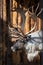 Reindeer with magnificent branchy antlers on the background of a wooden wall.