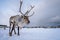 Reindeer with a massive antlers