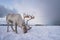 Reindeer with a massive antlers